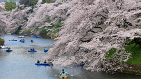 Japan Tokio Kirschblüte Tokyo Convention & Visitors Bureau